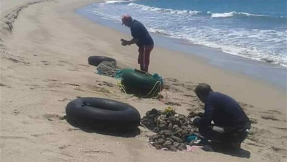 Piden pescadores artesanales respetar la veda de ostión de piedra