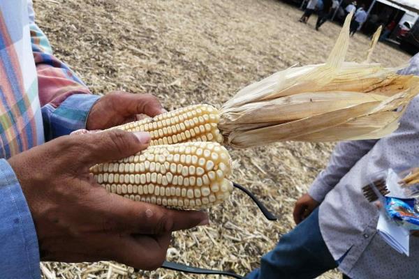 Segalmex publica Reglas de Operación para compra de maíz de Sinaloa