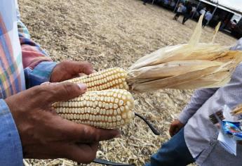 Cosechan 600 hectáreas de maíz blanco sin glifosato en Sinaloa