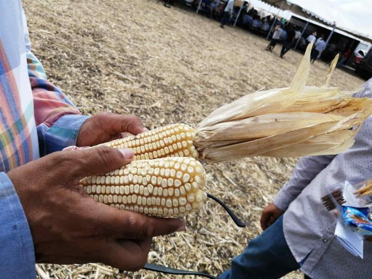 Cosechan 600 hectáreas de maíz blanco sin glifosato en Sinaloa Cosechan 600 hectáreas de maíz blanco sin glifosato en Sinaloa
