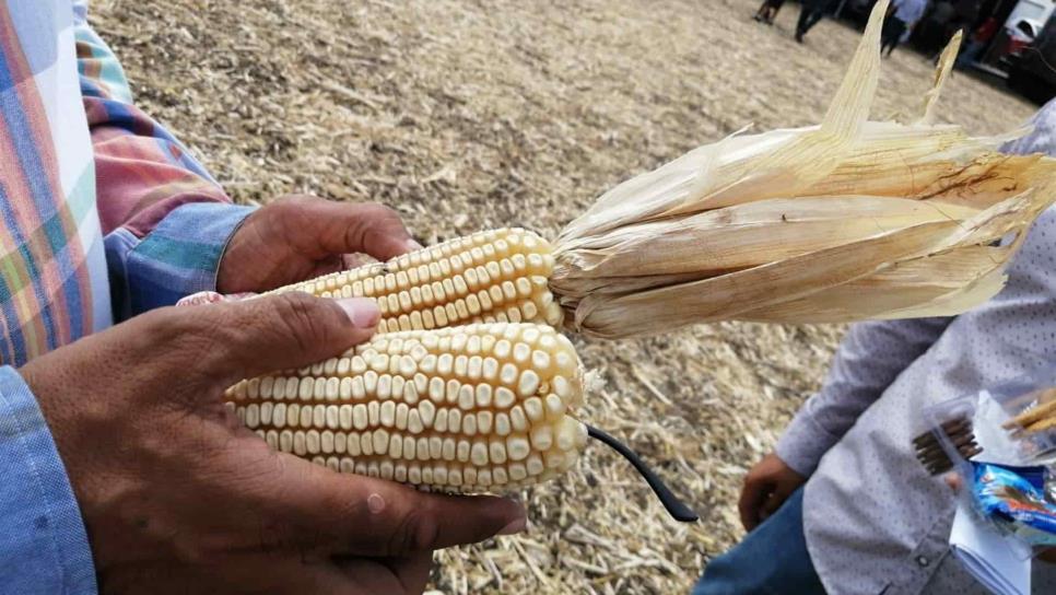 Cosechan 600 hectáreas de maíz blanco sin glifosato en Sinaloa