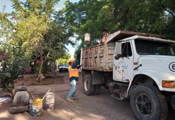 Colonias de Salvador Alvarado con alarma por presencia de larvas de moscos