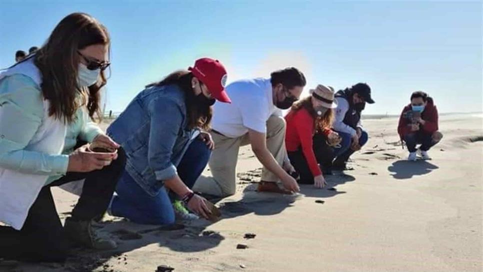 En Mazatlán, colocan GPS  a las tortugas crías para su conservación