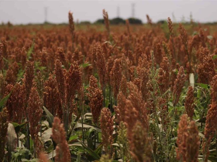 China demanda 115 mil toneladas de sorgo mexicano China demanda 115 mil toneladas de sorgo mexicano
