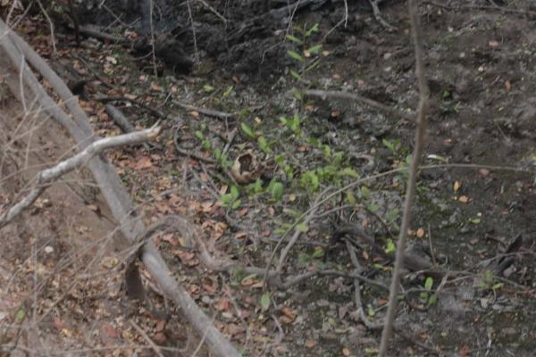 Localizan restos humanos a espaldas de Santa Fe, en Mazatlán