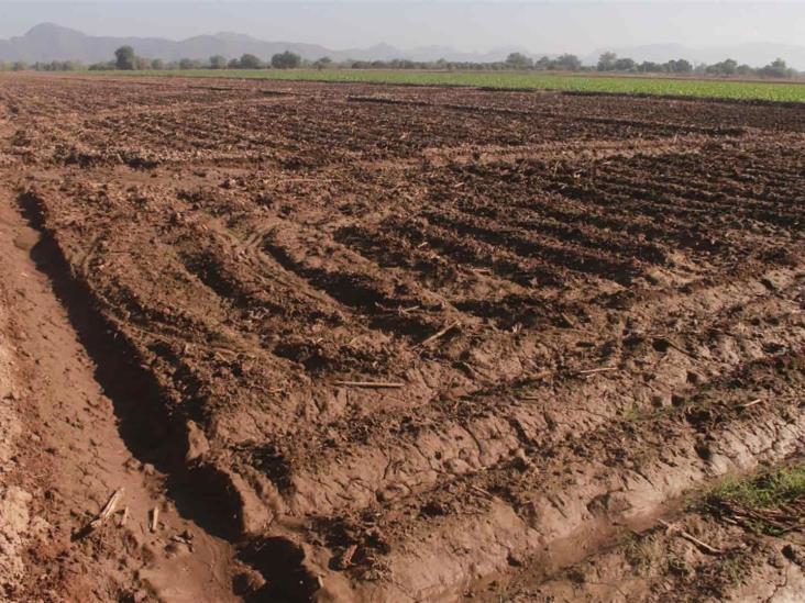 Un año sin agricultura sería catastrófico para Sinaloa: APRNES Un año sin agricultura sería catastrófico para Sinaloa: APRNES