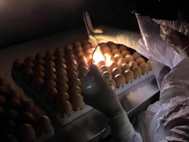 Butanvac: 20 millones de huevos para 40 millones de vacunas anticovid Butanvac: 20 millones de huevos para 40 millones de vacunas anticovid