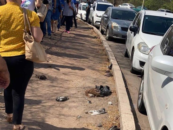 El sacrificio de vacunarse… entre animales muertos El sacrificio de vacunarse… entre animales muertos
