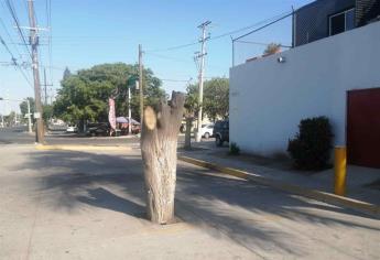 Talan árboles y dejan sin sombra a peatones en Los Mochis