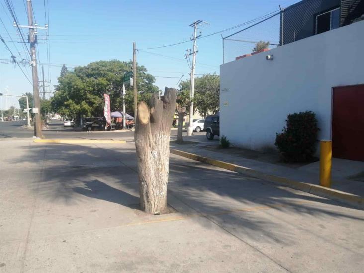 Talan árboles y dejan sin sombra a peatones en Los Mochis Talan árboles y dejan sin sombra a peatones en Los Mochis
