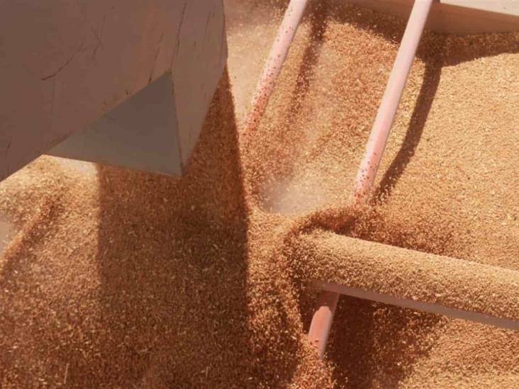 Exigen que Profeco verifique básculas en bodegas receptoras de maíz Exigen que Profeco verifique básculas en bodegas receptoras de maíz