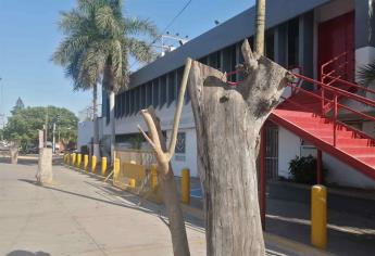 Atiende Medio Ambiente de Ahome queja de poda de árboles en Independencia y Colegio Militar