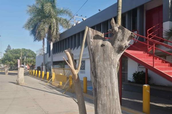 Atiende Medio Ambiente de Ahome queja de poda de árboles en Independencia y Colegio Militar