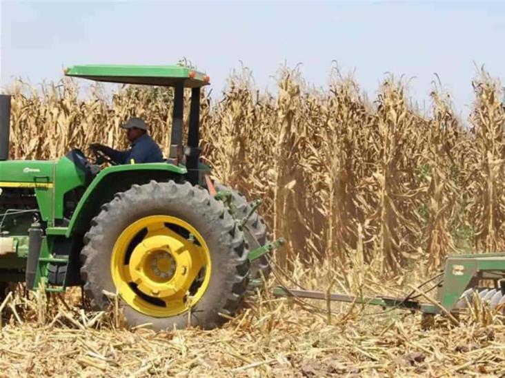 Hoy es Día del Trabajador Agrícola: ¿Sabes cuál es el valor de esta actividad en números? Hoy es Día del Trabajador Agrícola: ¿Sabes cuál es el valor de esta actividad en números?