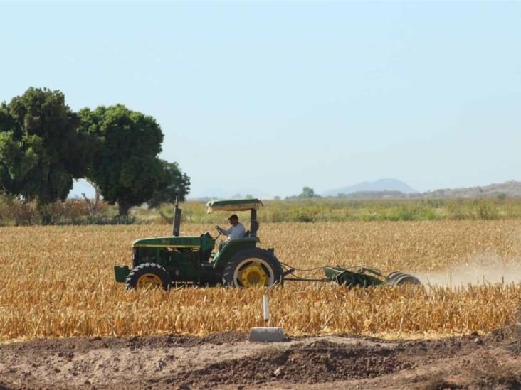 Incorporar la soca mejora el rendimiento de la tierra y cultivos: especialista Incorporar la soca mejora el rendimiento de la tierra y cultivos: especialista