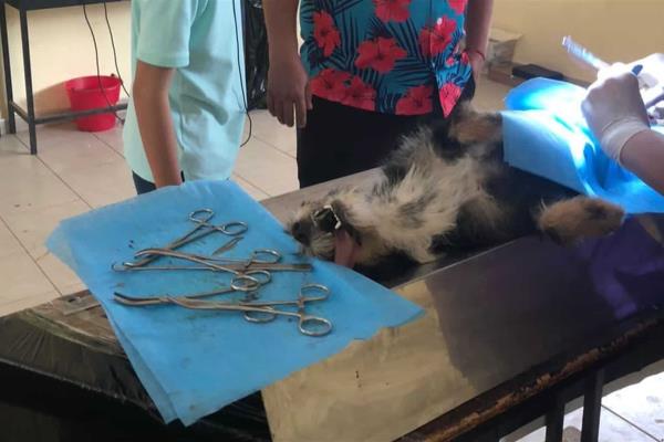 Esterilizan a más de 10 mil perros y gatos en Sinaloa