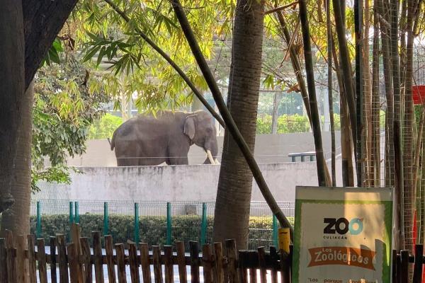 Big Boy dejará el ZOO para ir a su nuevo hogar el próximo 12 de julio