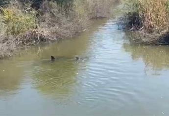 Acuden al rescate de delfines atrapados en Dren de Sataya