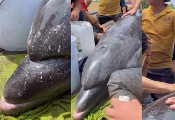 Tras horas trabajo, rescatan y liberan a uno de los delfines atrapados en dren de Navolato