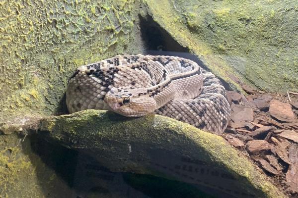 Llega a Culiacán la exposición Los Reptiles más Venenosos del Mundo