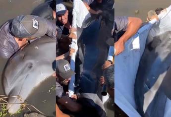 Tras más de 48 horas de trabajo, rescatan a segundo delfín atrapado en dren de Navolato