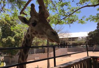 Bajan visitas al Zoo de Culiacán, están por debajo del 60 %