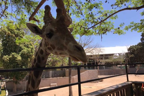 Bajan visitas al Zoo de Culiacán, están por debajo del 60 %