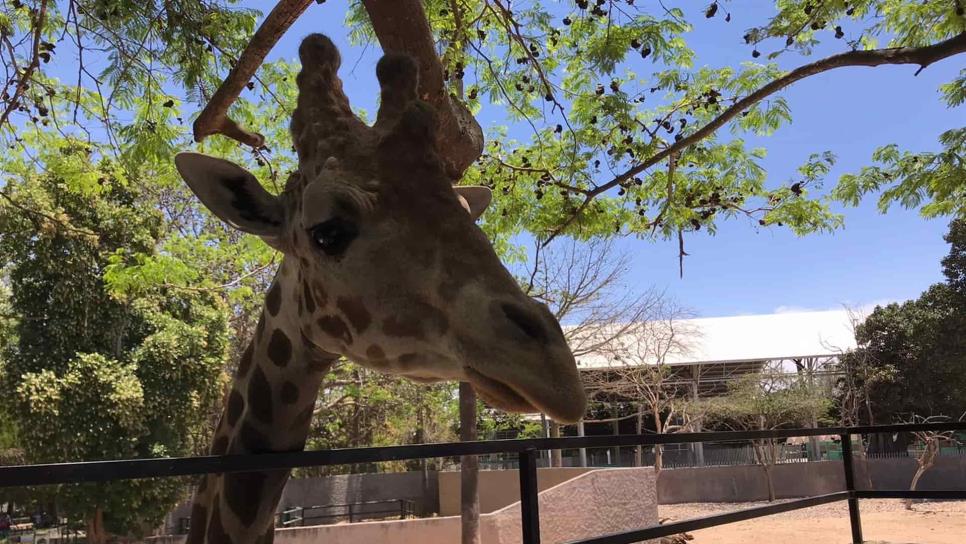 Bajan visitas al Zoo de Culiacán, están por debajo del 60 %