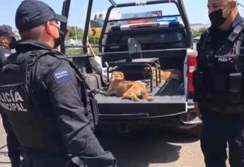 Policías rescatan a perros amarrados en un canal de Culiacán