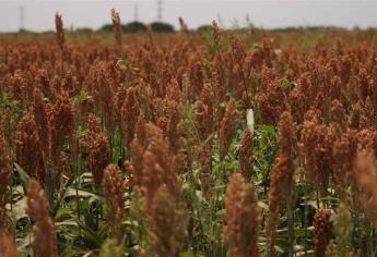 Se pospone la comercialización de sorgo a China