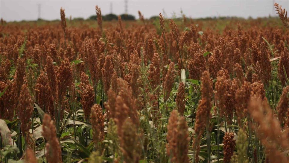 Se pospone la comercialización de sorgo a China