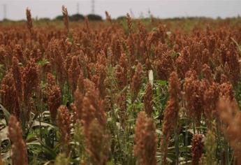 El sorgo tiene buen precio, pero productores no lo quieren