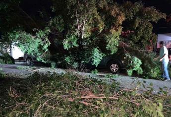 Rachas de viento en Los Mochis dejan árboles caídos y fallas de energía