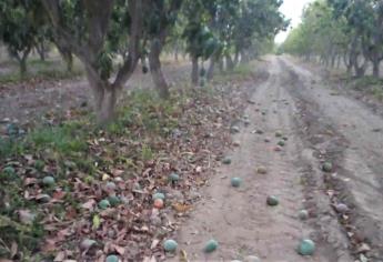 Vientos dañan entre el 20 y 30 % de la producción de mango