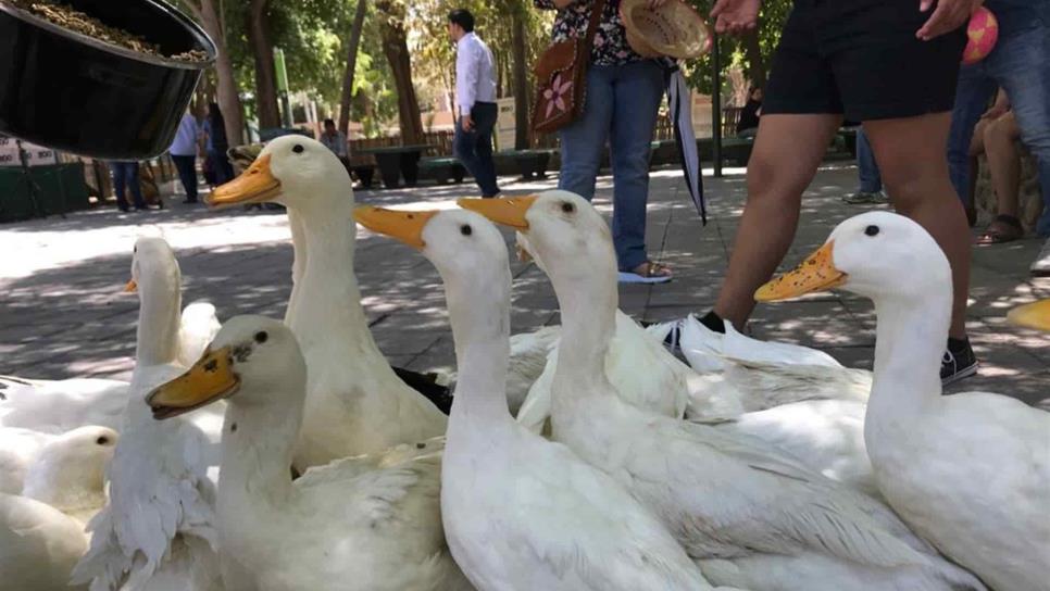 No hay evidencia de que animales silvestres propaguen el covid-19: Azcarm