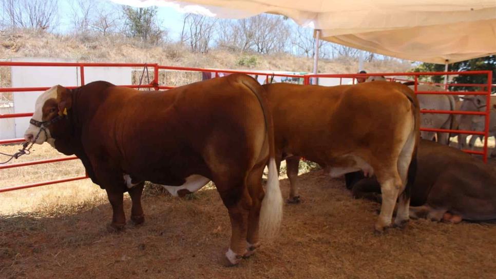 Pérdida de estatus zoosanitario deja menos ganancias al sector ganadero de Sinaloa