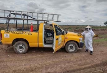 Enjambre ataca a siete personas en Guasave; un tractorista grave