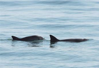 México trabajará con varias ONG para preservar hábitat de vaquita marina