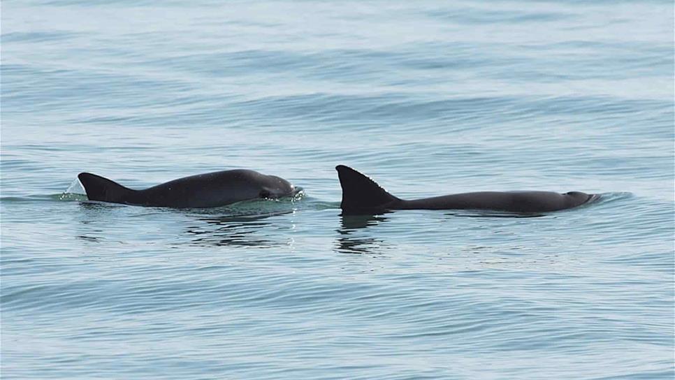 México trabajará con varias ONG para preservar hábitat de vaquita marina