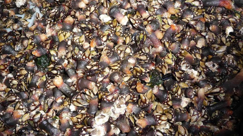 Crean un pegamento de sellado rápido de heridas inspirado en los percebes