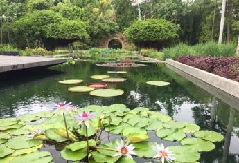 Jardín Botánico de Culiacán estrena plantas acuáticas