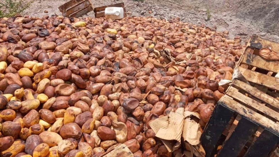 Lluvia, bajo precio y enfermedad en el mango, crean crisis en sur de Sinaloa Lluvia, bajo precio y enfermedad en el mango, crean crisis en sur de Sinaloa