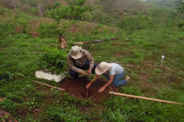 Reforestar incrementa la captación de agua en la cuenca: Conselva