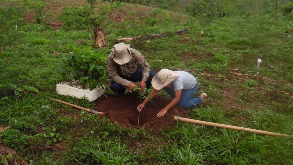 Reforestar incrementa la captación de agua en la cuenca: Conselva