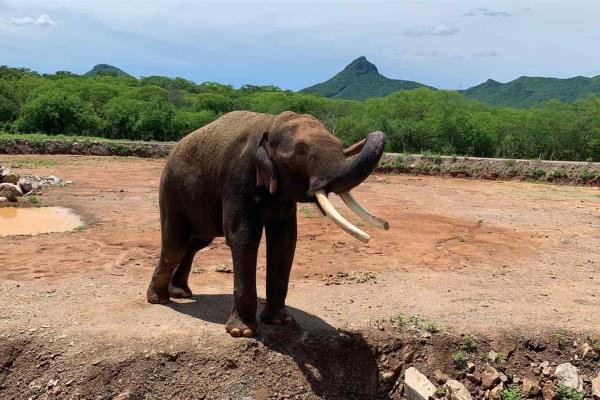 ¡En un mes! Prevén que la elefanta «Vireky» llegue al Santuario de Big Boy