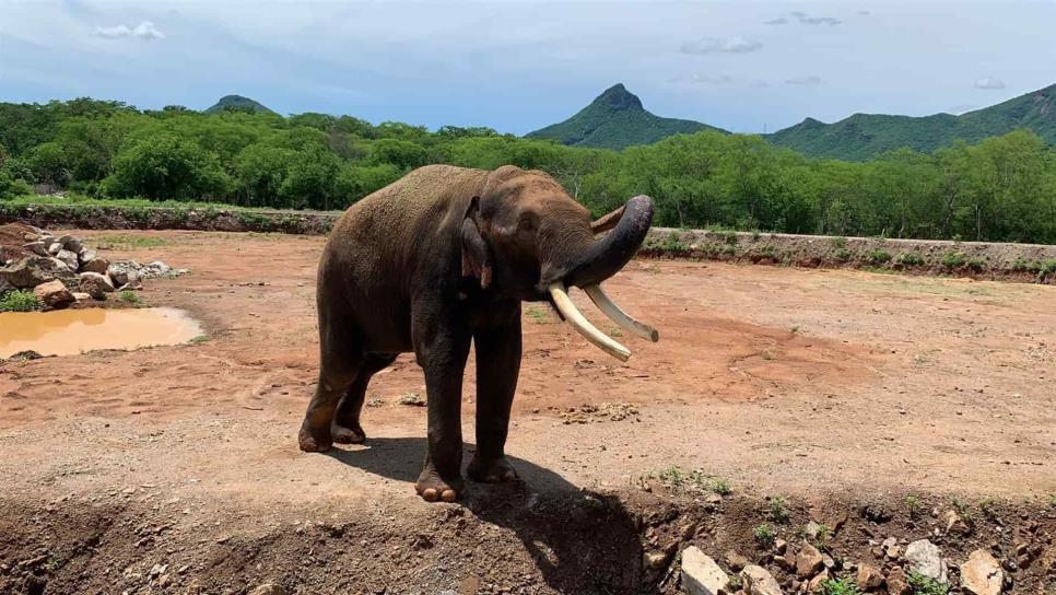 ¡En un mes! Prevén que la elefanta «Vireky» llegue al Santuario de Big Boy