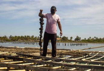 Supera producción de ostión 11 mil toneladas en lo que va de 2021: Agricultura