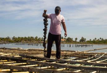 Se recupera la pesca de ostión en Mazatlán