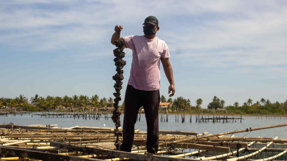 Se recupera la pesca de ostión en Mazatlán