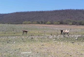 Temor entre productores de Sinaloa por regreso del fenómeno de La Niña